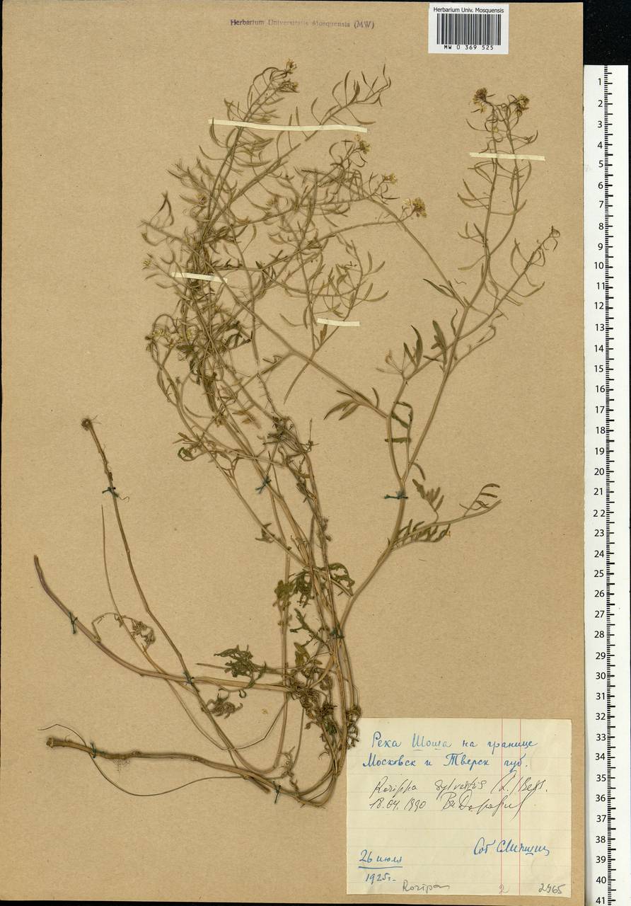 Rorippa sylvestris (L.) Besser, Eastern Europe, North-Western region (E2) (Russia)
