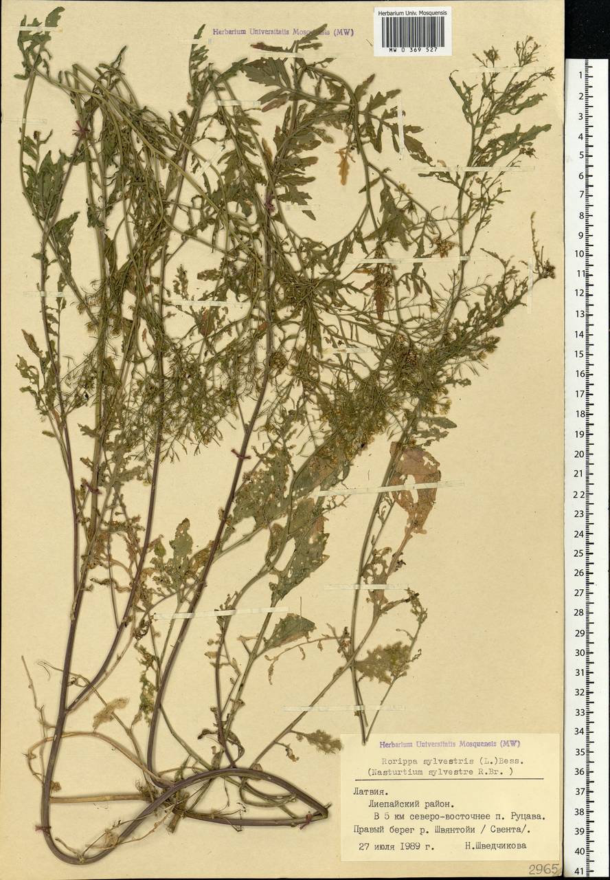 Rorippa sylvestris (L.) Besser, Eastern Europe, Latvia (E2b) (Latvia)