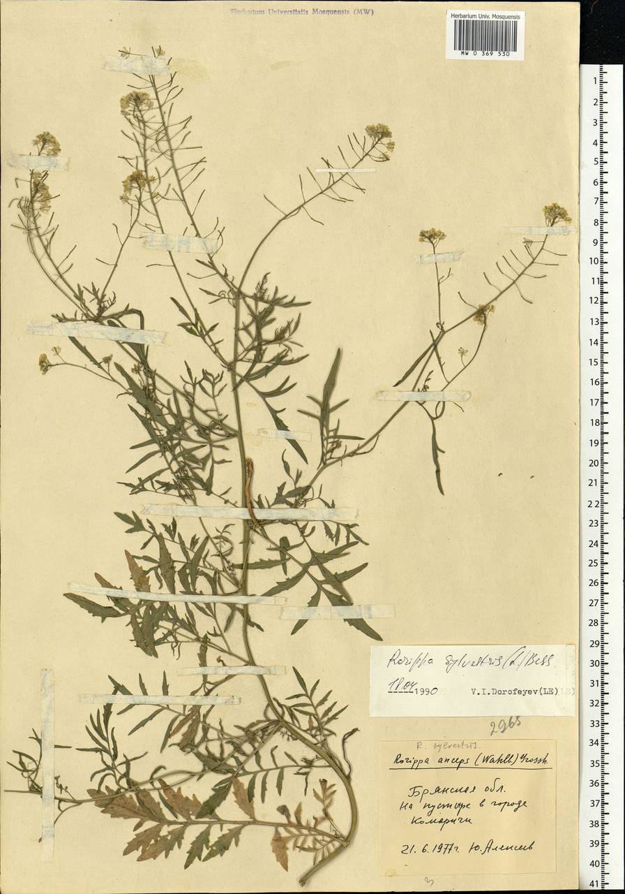 Rorippa sylvestris (L.) Besser, Eastern Europe, Western region (E3) (Russia)