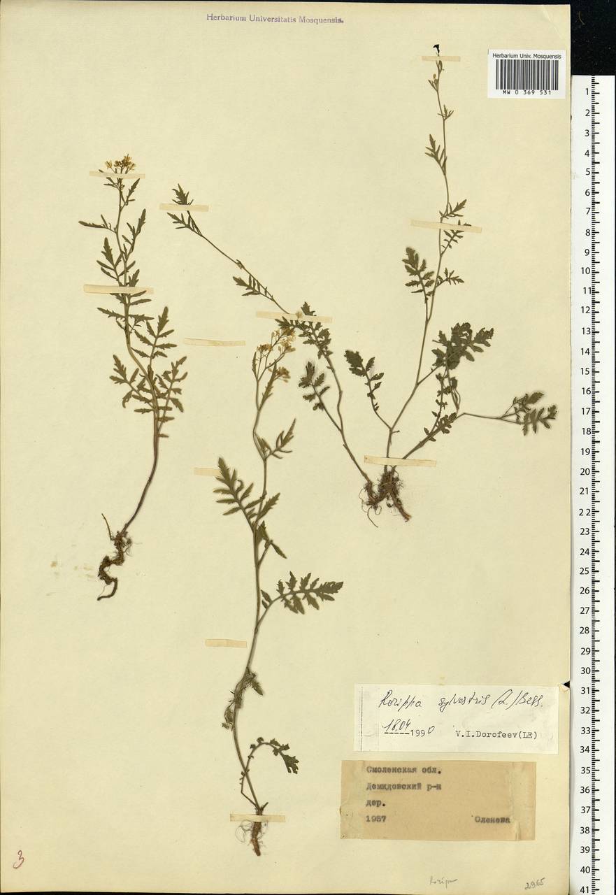 Rorippa sylvestris (L.) Besser, Eastern Europe, Western region (E3) (Russia)