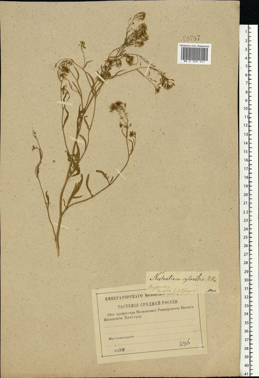 Rorippa sylvestris (L.) Besser, Eastern Europe, Central region (E4) (Russia)