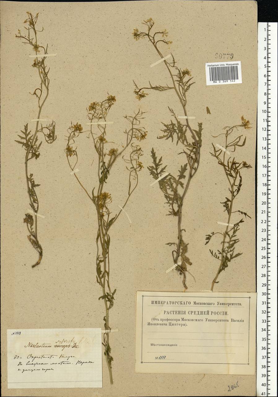 Rorippa sylvestris (L.) Besser, Eastern Europe, Central region (E4) (Russia)