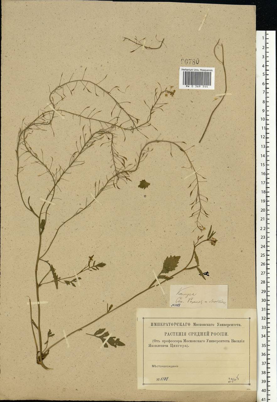 Rorippa sylvestris (L.) Besser, Eastern Europe, Central region (E4) (Russia)
