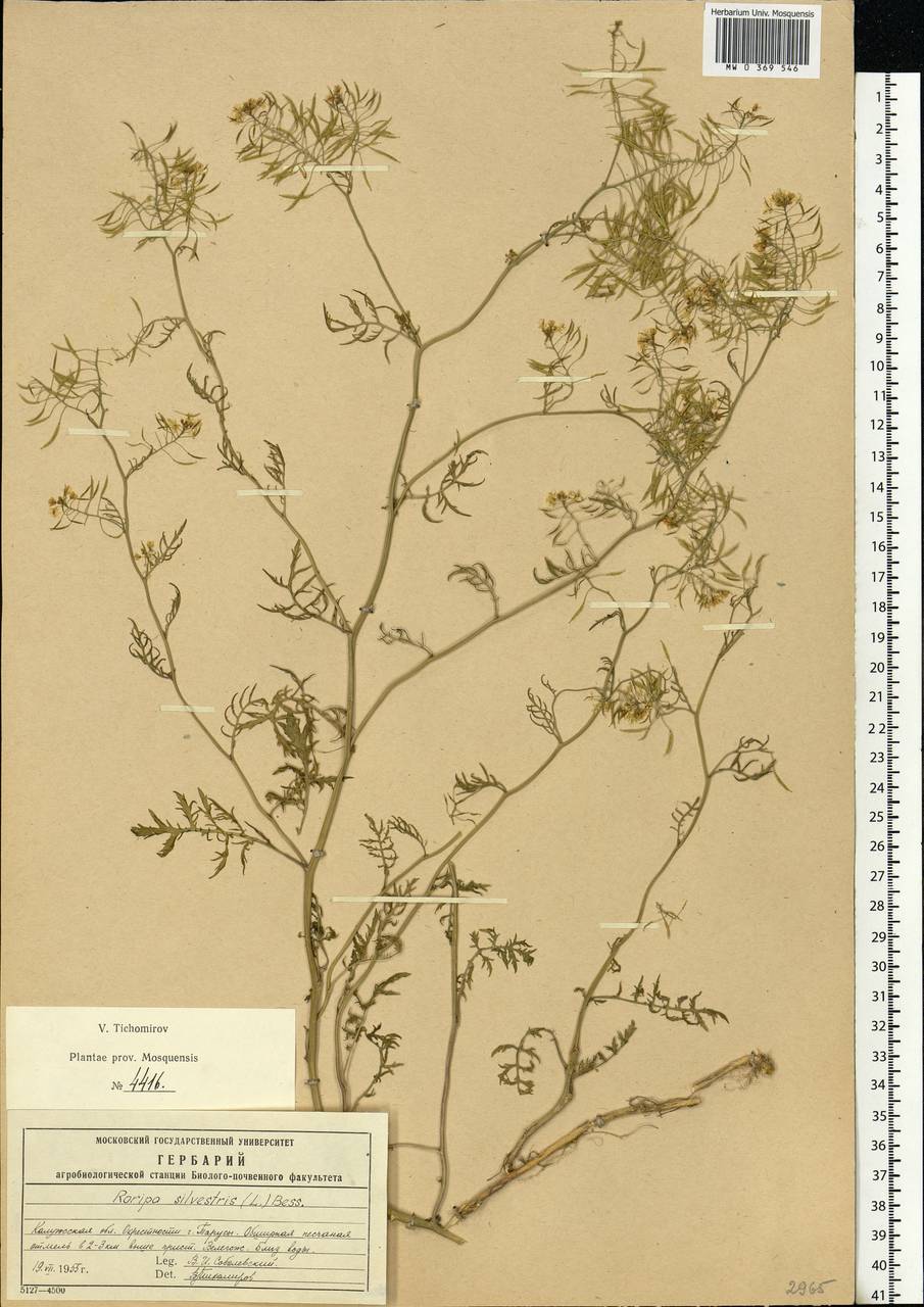 Rorippa sylvestris (L.) Besser, Eastern Europe, Central region (E4) (Russia)