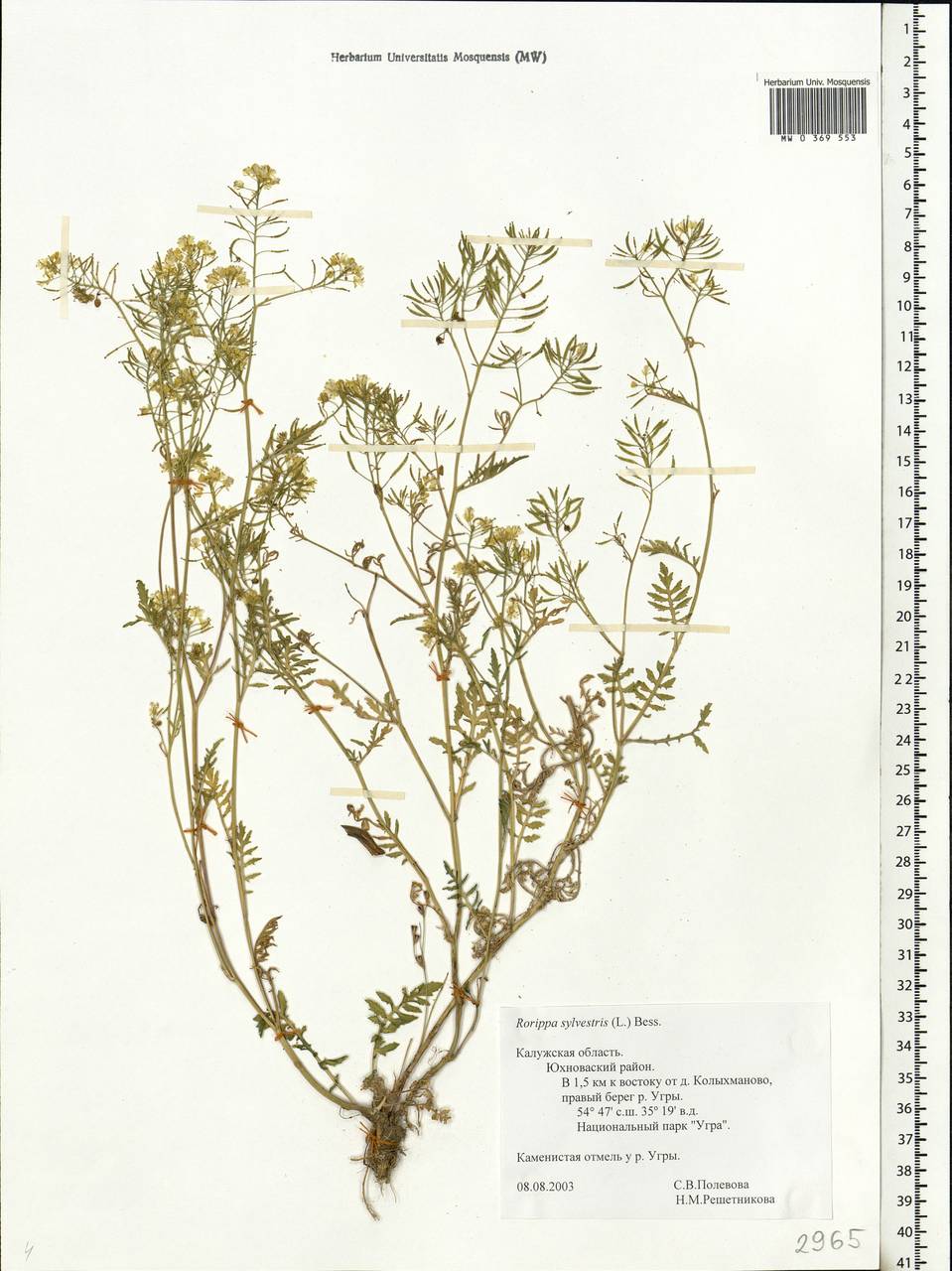 Rorippa sylvestris (L.) Besser, Eastern Europe, Central region (E4) (Russia)