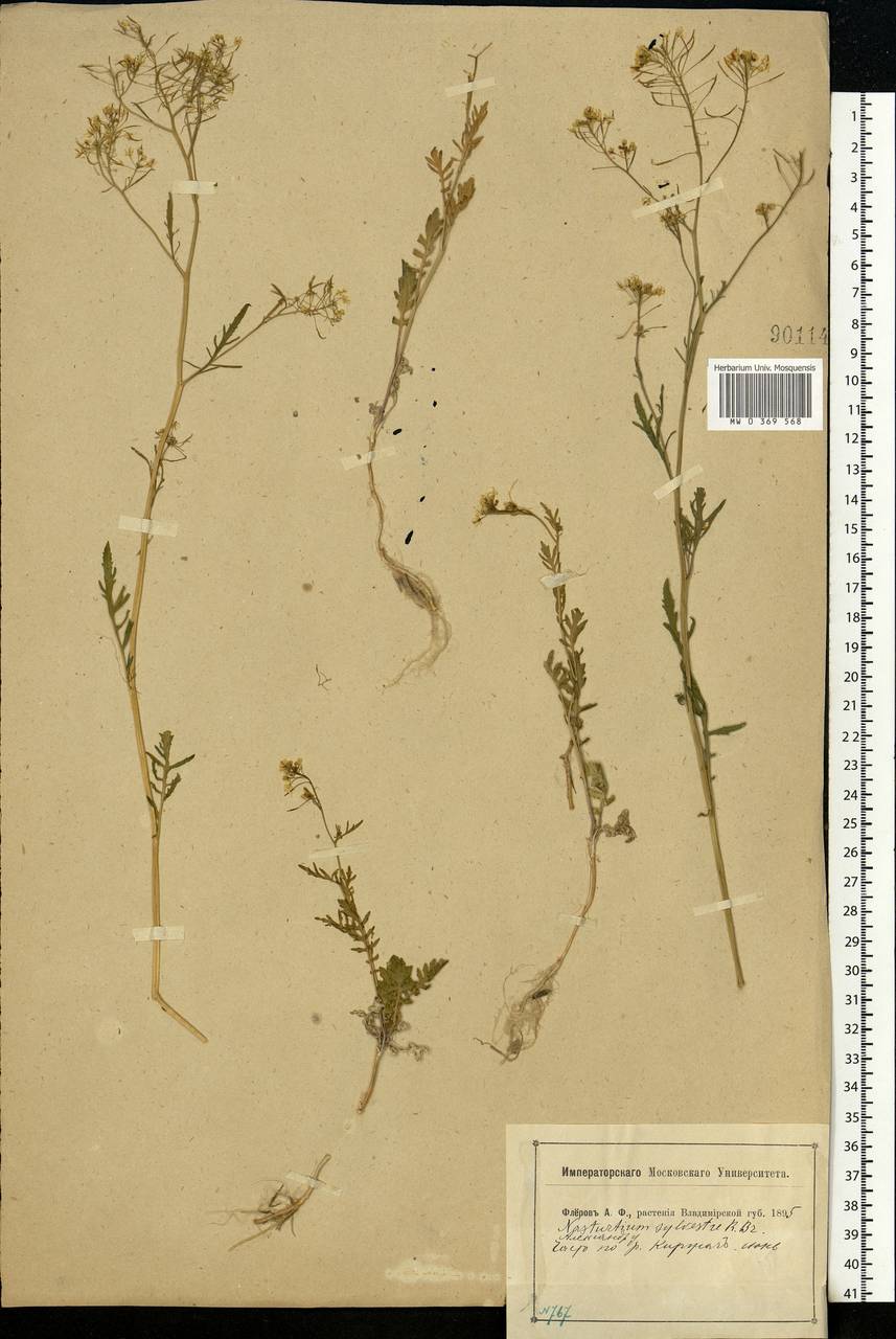 Rorippa sylvestris (L.) Besser, Eastern Europe, Central region (E4) (Russia)