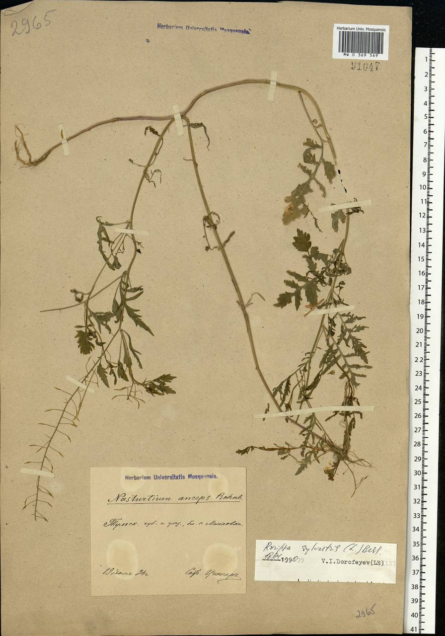 Rorippa sylvestris (L.) Besser, Eastern Europe, Central region (E4) (Russia)