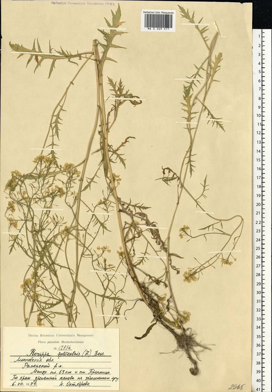 Rorippa sylvestris (L.) Besser, Eastern Europe, Moscow region (E4a) (Russia)