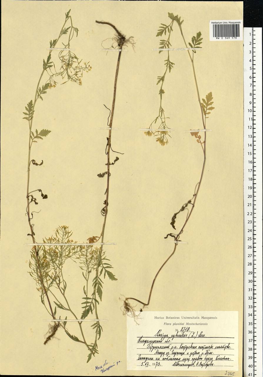 Rorippa sylvestris (L.) Besser, Eastern Europe, Moscow region (E4a) (Russia)