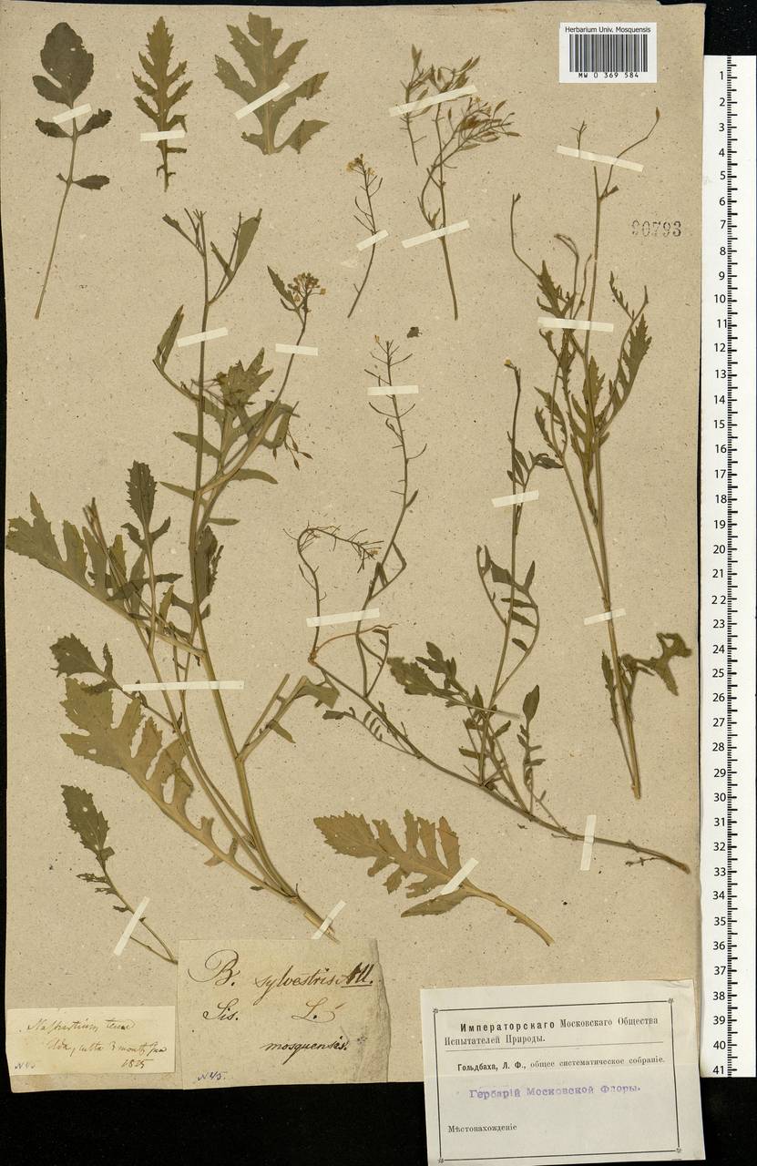 Rorippa sylvestris (L.) Besser, Eastern Europe, Moscow region (E4a) (Russia)