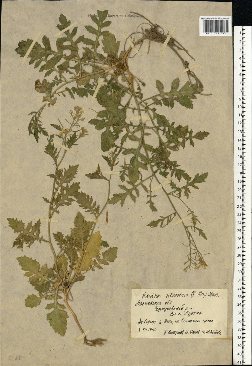 Rorippa sylvestris (L.) Besser, Eastern Europe, Moscow region (E4a) (Russia)