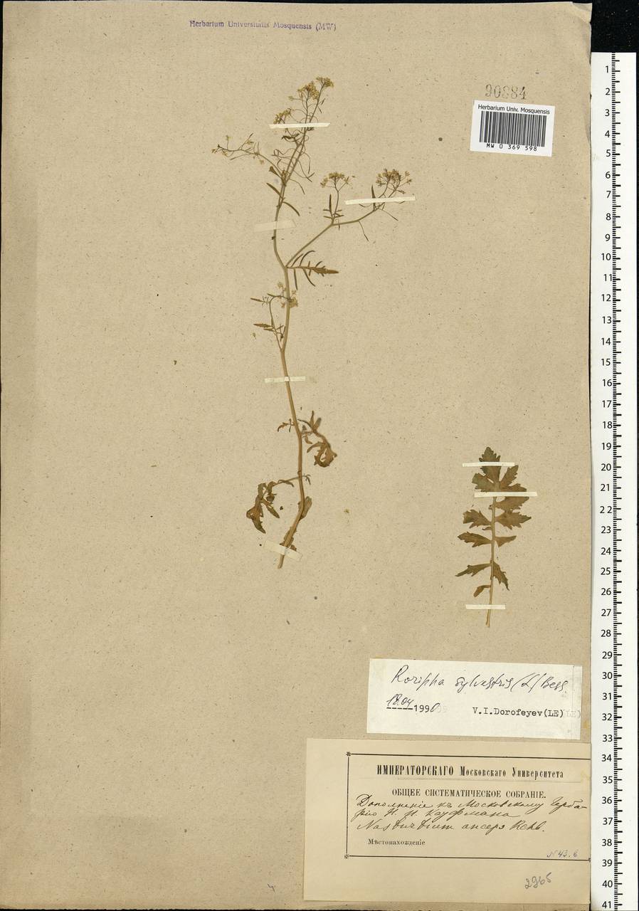 Rorippa sylvestris (L.) Besser, Eastern Europe, Moscow region (E4a) (Russia)