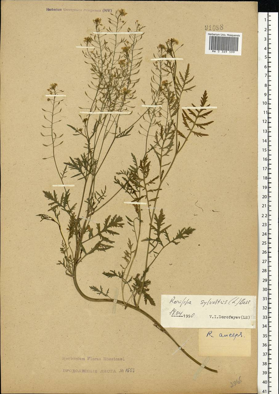 Rorippa sylvestris (L.) Besser, Eastern Europe, Central forest-and-steppe region (E6) (Russia)