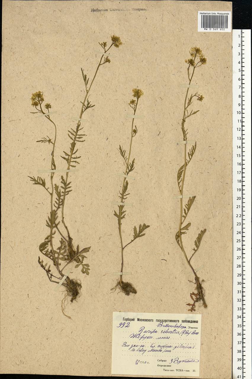 Rorippa sylvestris (L.) Besser, Eastern Europe, Moscow region (E4a) (Russia)