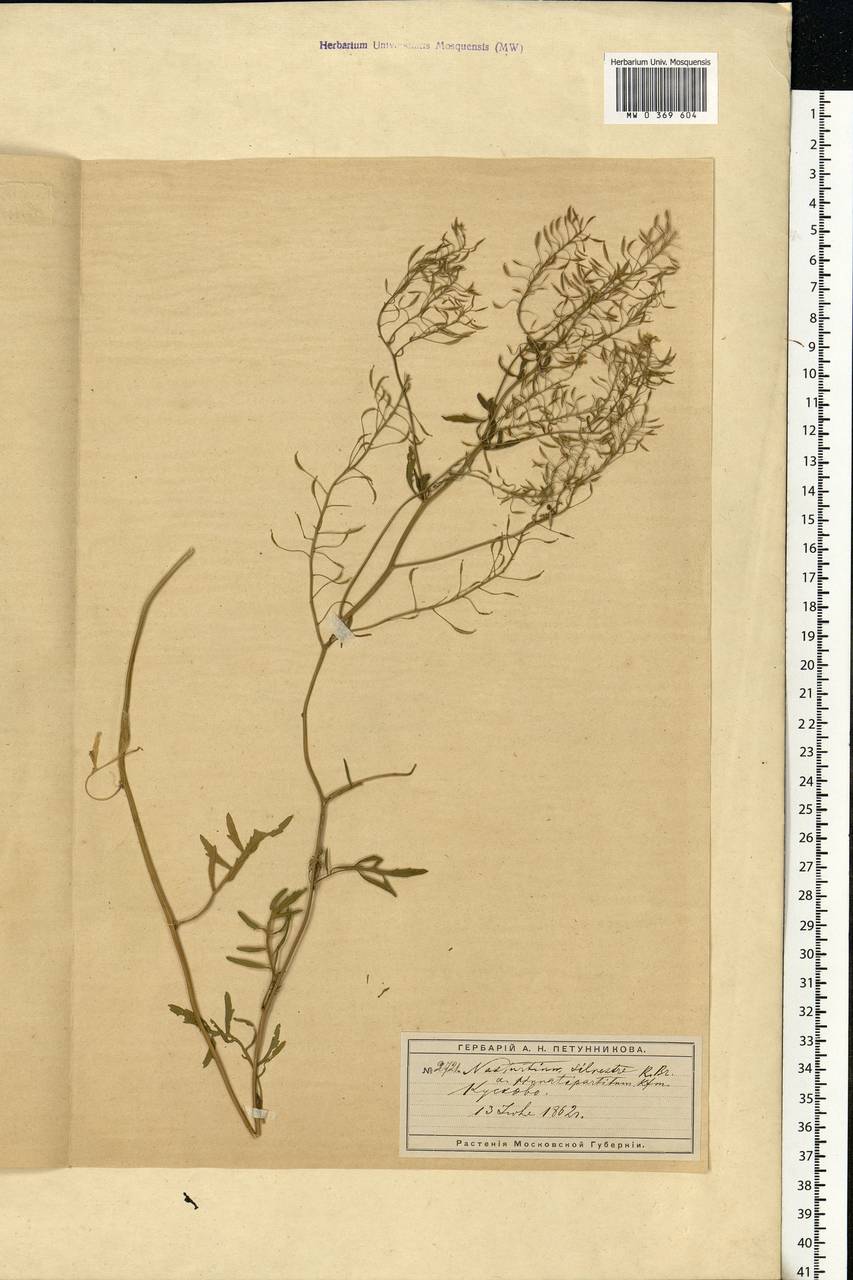 Rorippa sylvestris (L.) Besser, Eastern Europe, Moscow region (E4a) (Russia)