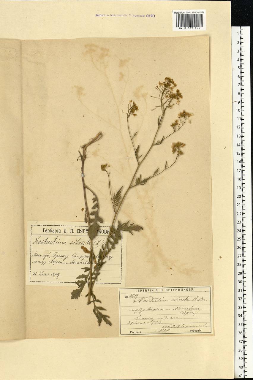 Rorippa sylvestris (L.) Besser, Eastern Europe, Moscow region (E4a) (Russia)