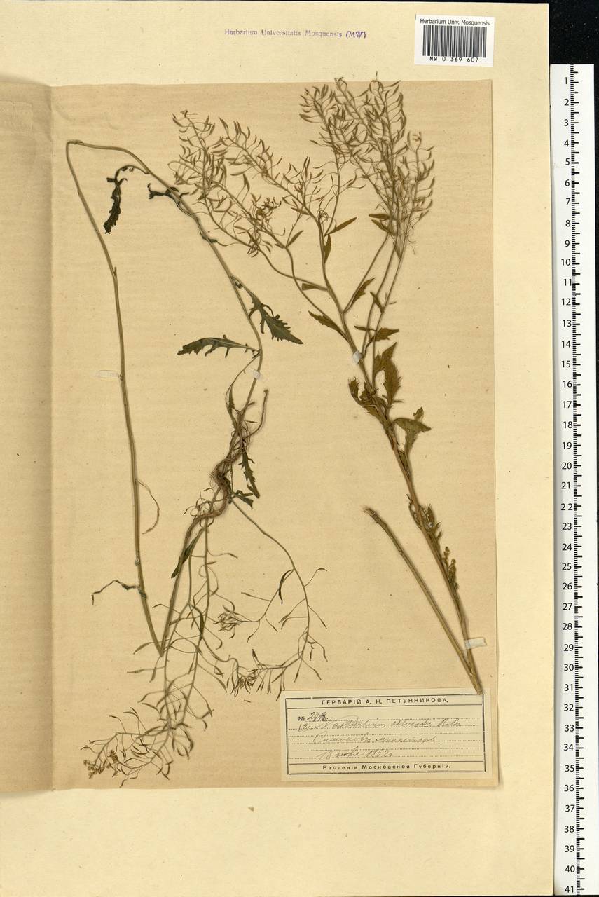 Rorippa sylvestris (L.) Besser, Eastern Europe, Moscow region (E4a) (Russia)