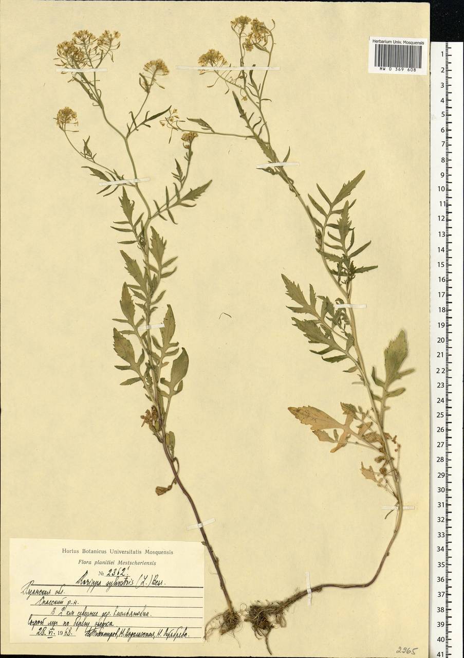 Rorippa sylvestris (L.) Besser, Eastern Europe, Central region (E4) (Russia)
