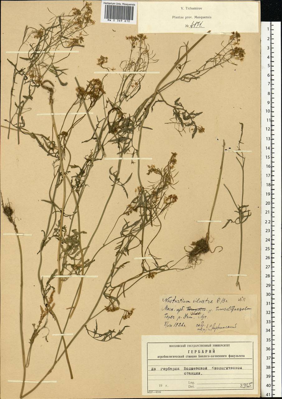 Rorippa sylvestris (L.) Besser, Eastern Europe, Moscow region (E4a) (Russia)