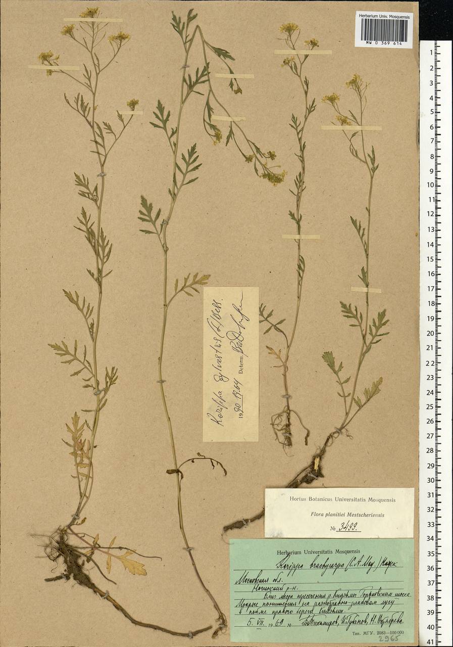 Rorippa sylvestris (L.) Besser, Eastern Europe, Moscow region (E4a) (Russia)
