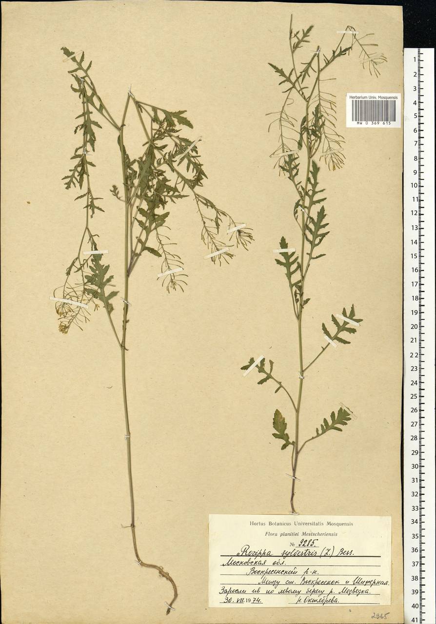 Rorippa sylvestris (L.) Besser, Eastern Europe, Moscow region (E4a) (Russia)