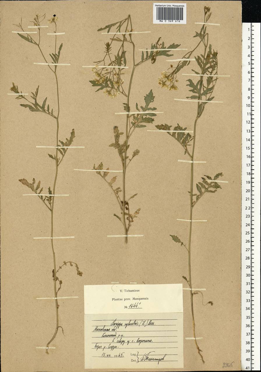 Rorippa sylvestris (L.) Besser, Eastern Europe, Moscow region (E4a) (Russia)