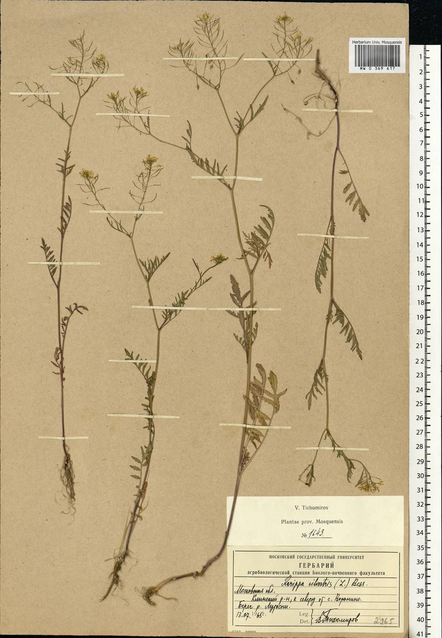 Rorippa sylvestris (L.) Besser, Eastern Europe, Moscow region (E4a) (Russia)