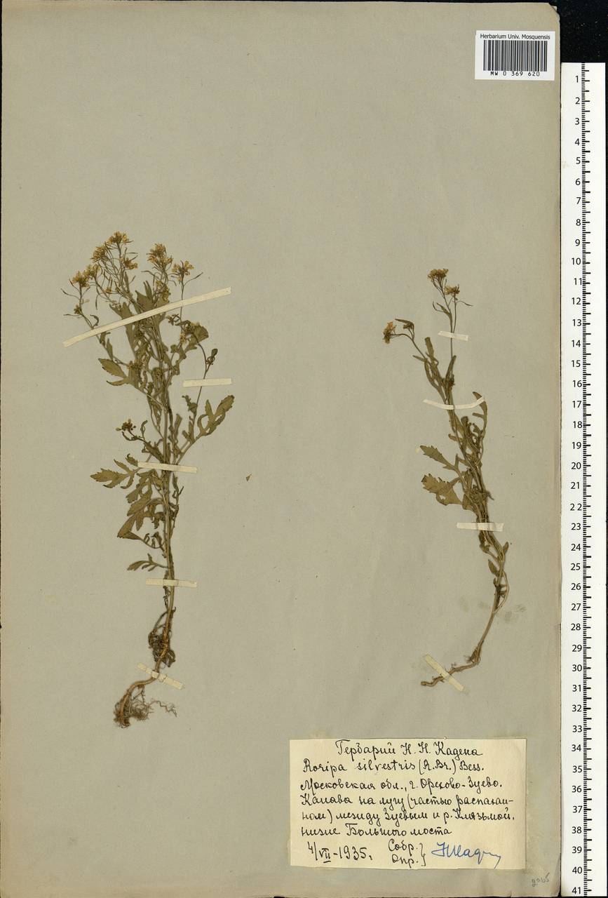Rorippa sylvestris (L.) Besser, Eastern Europe, Moscow region (E4a) (Russia)