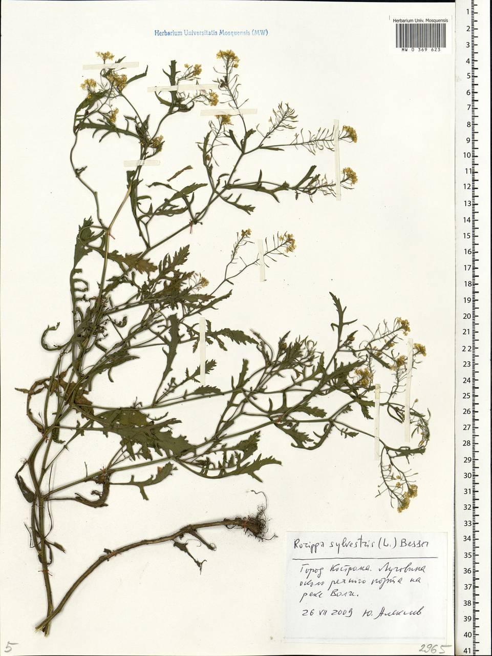 Rorippa sylvestris (L.) Besser, Eastern Europe, Central forest region (E5) (Russia)