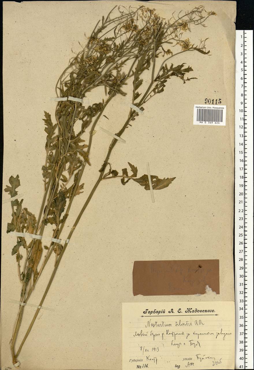 Rorippa sylvestris (L.) Besser, Eastern Europe, Central forest region (E5) (Russia)