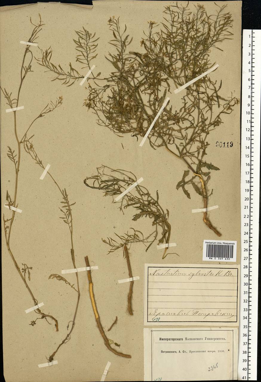 Rorippa sylvestris (L.) Besser, Eastern Europe, Central forest region (E5) (Russia)