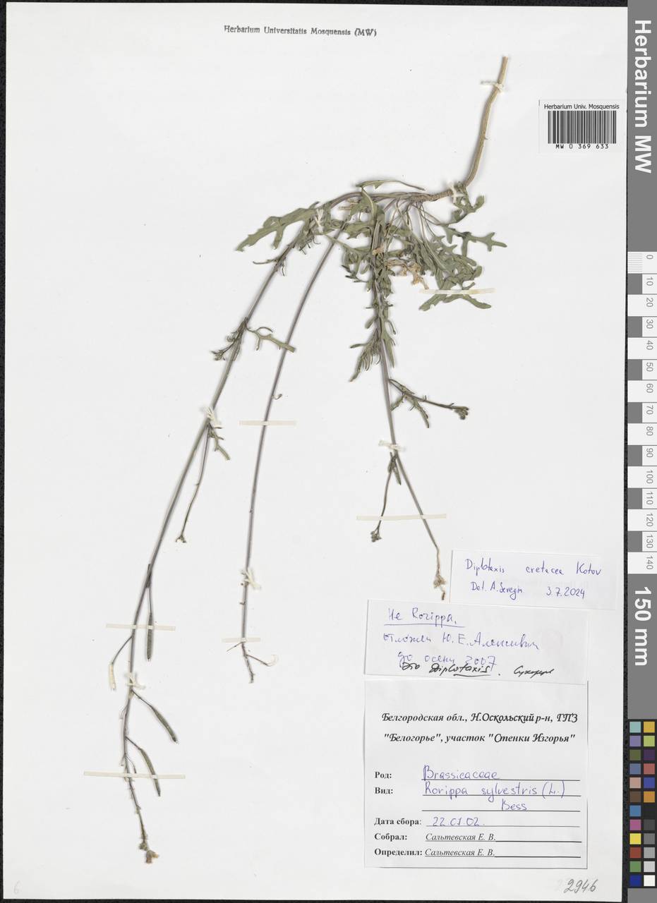Diplotaxis cretacea Kotov, Eastern Europe, Central forest-and-steppe region (E6) (Russia)