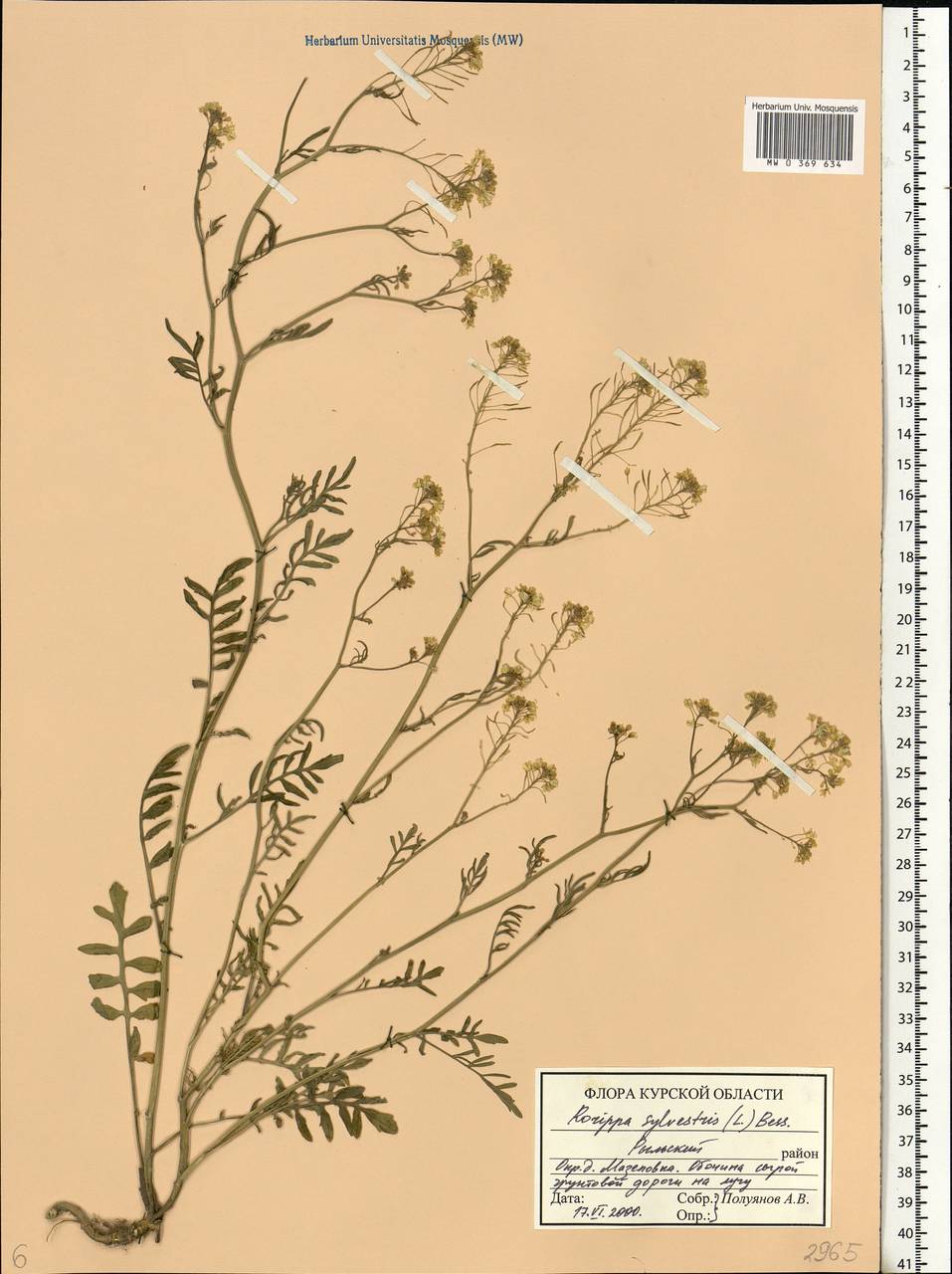 Rorippa sylvestris (L.) Besser, Eastern Europe, Central forest-and-steppe region (E6) (Russia)