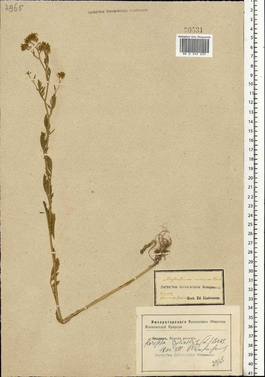 Rorippa sylvestris (L.) Besser, Eastern Europe, Central forest-and-steppe region (E6) (Russia)