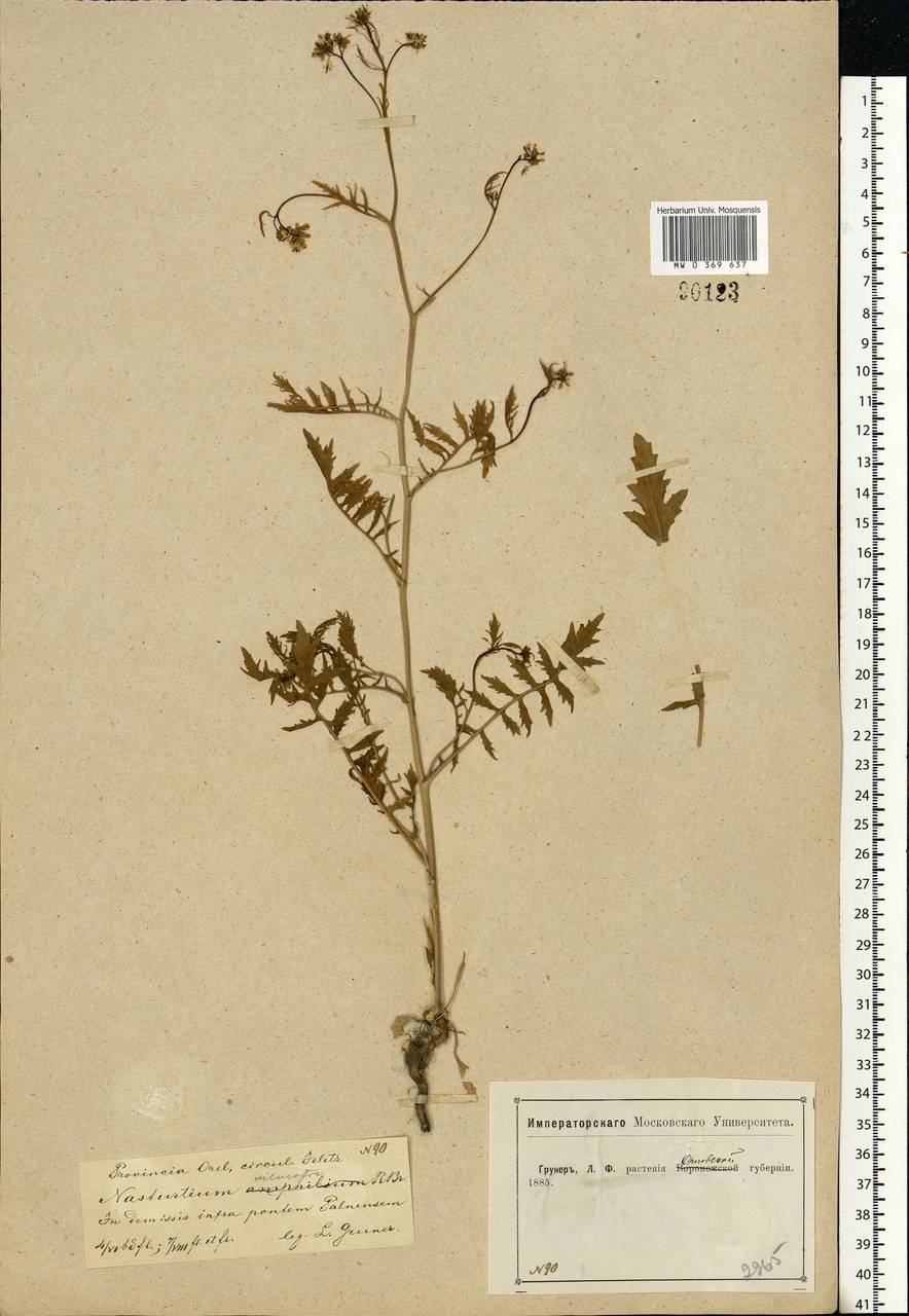 Rorippa sylvestris (L.) Besser, Eastern Europe, Central forest-and-steppe region (E6) (Russia)