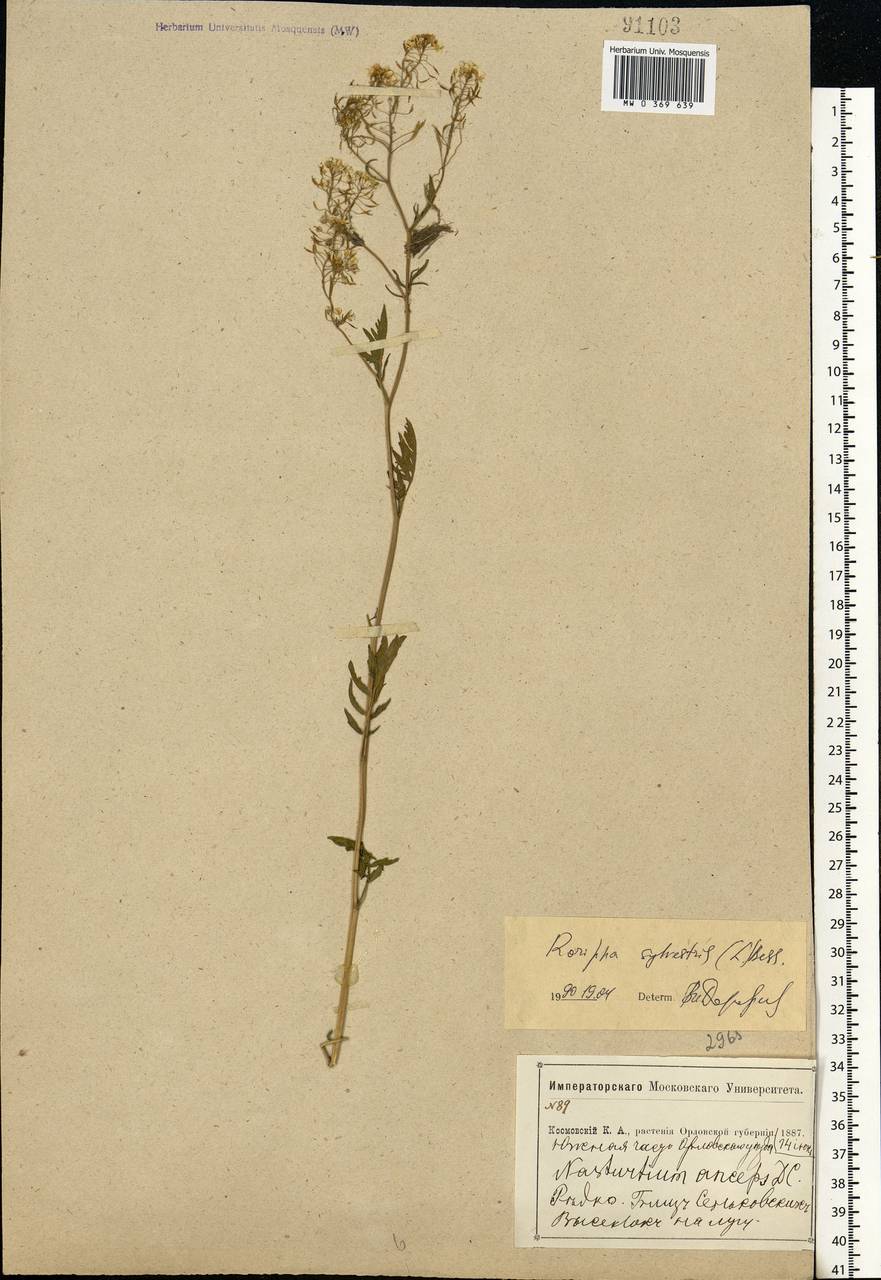 Rorippa sylvestris (L.) Besser, Eastern Europe, Central forest-and-steppe region (E6) (Russia)