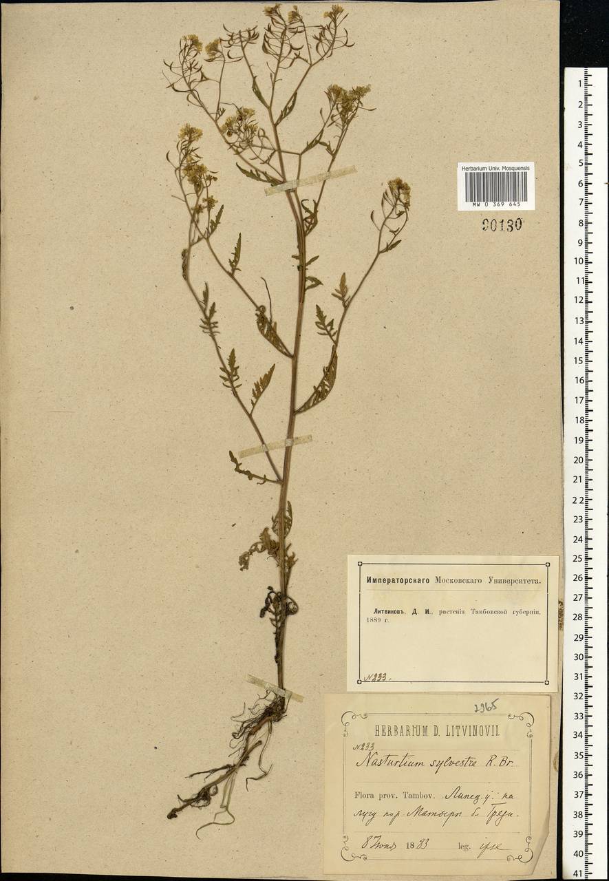 Rorippa sylvestris (L.) Besser, Eastern Europe, Central forest-and-steppe region (E6) (Russia)