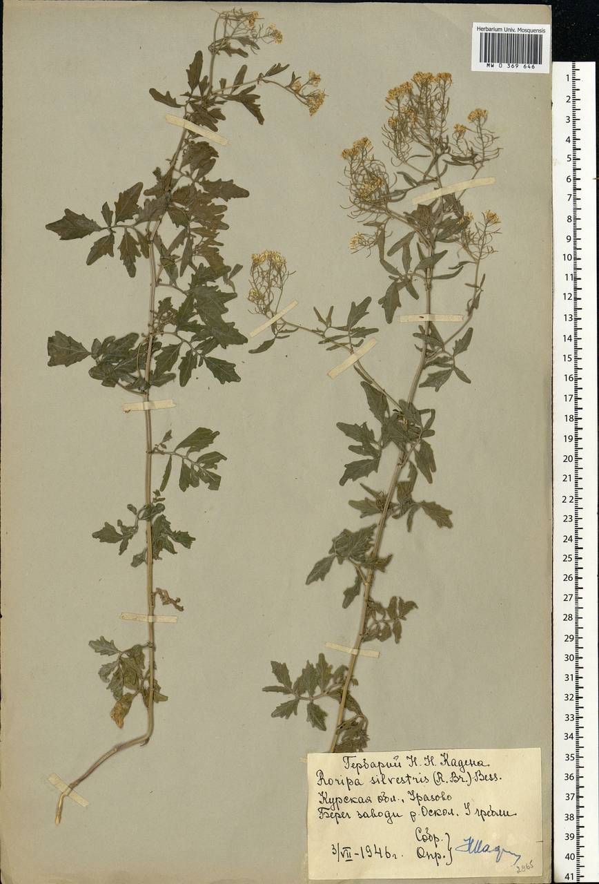 Rorippa sylvestris (L.) Besser, Eastern Europe, Central forest-and-steppe region (E6) (Russia)