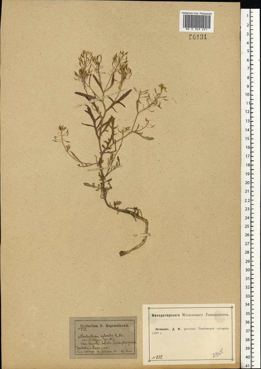 Rorippa sylvestris (L.) Besser, Eastern Europe, Central forest-and-steppe region (E6) (Russia)