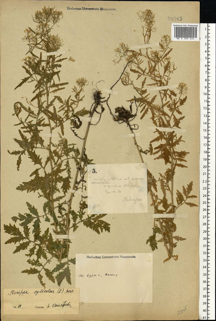 Rorippa sylvestris (L.) Besser, Eastern Europe, Central forest-and-steppe region (E6) (Russia)