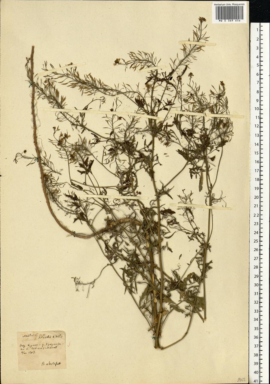 Rorippa sylvestris (L.) Besser, Eastern Europe, Central forest-and-steppe region (E6) (Russia)
