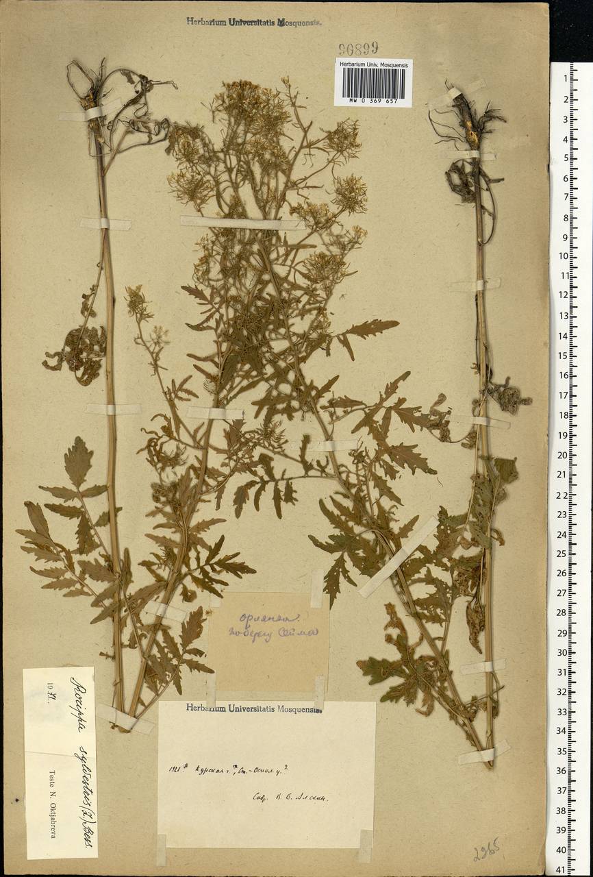 Rorippa sylvestris (L.) Besser, Eastern Europe, Central forest-and-steppe region (E6) (Russia)