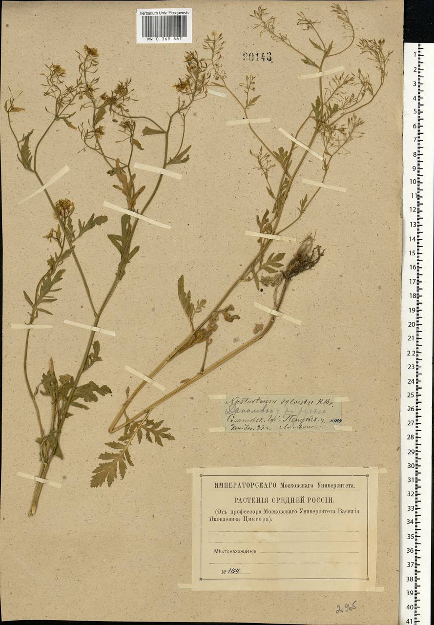 Rorippa sylvestris (L.) Besser, Eastern Europe, Middle Volga region (E8) (Russia)