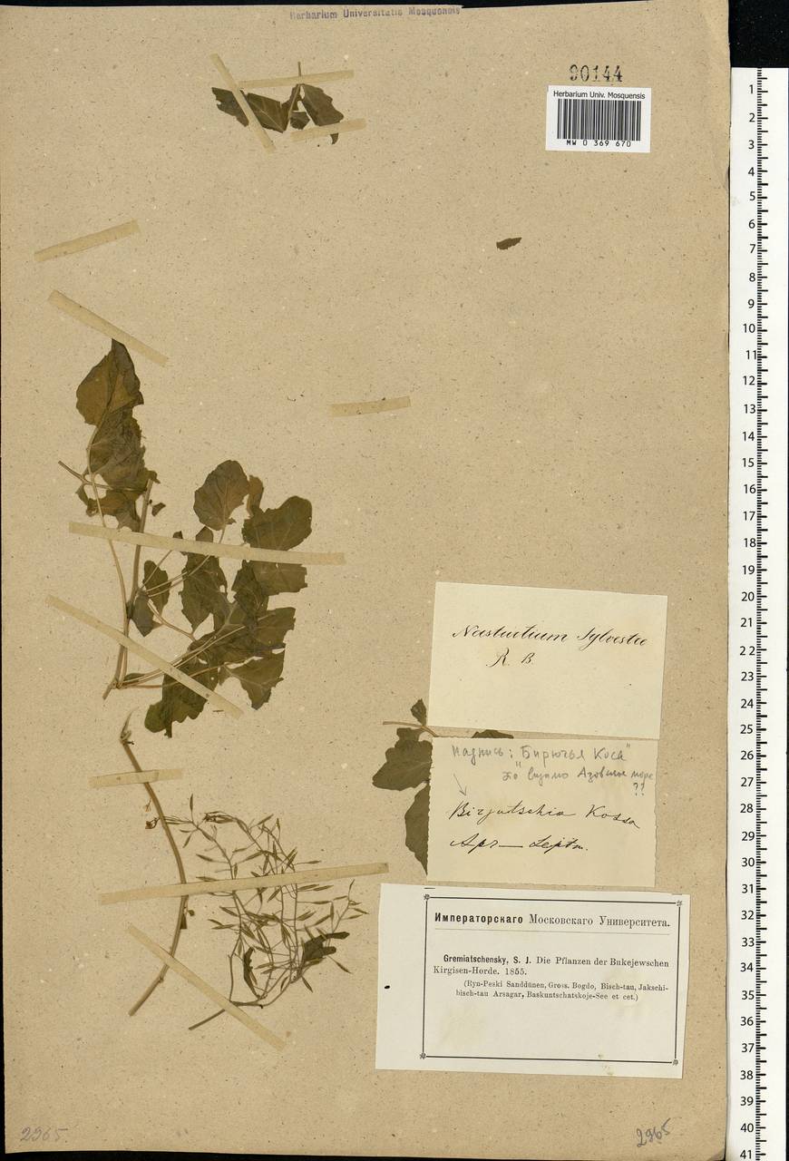 Rorippa sylvestris (L.) Besser, Eastern Europe, Lower Volga region (E9) (Russia)