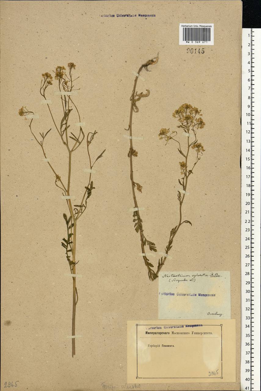 Rorippa sylvestris (L.) Besser, Eastern Europe, Eastern region (E10) (Russia)