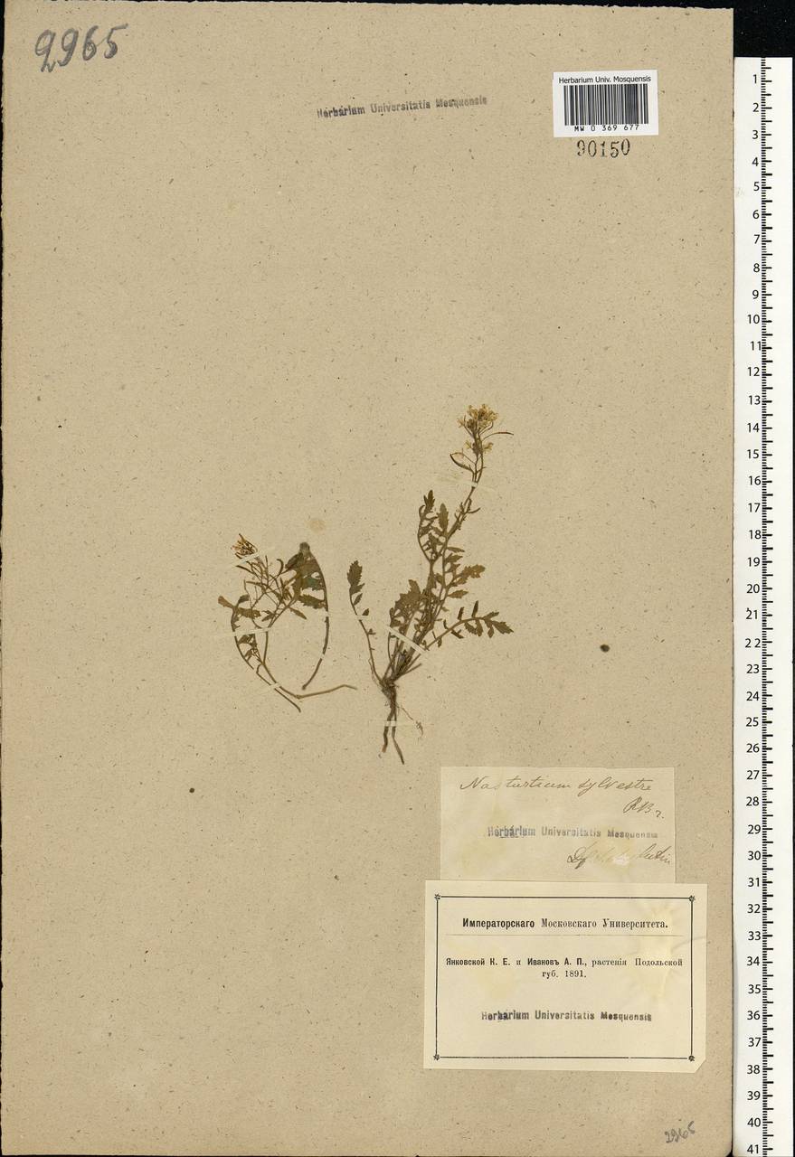 Rorippa sylvestris (L.) Besser, Eastern Europe, South Ukrainian region (E12) (Ukraine)