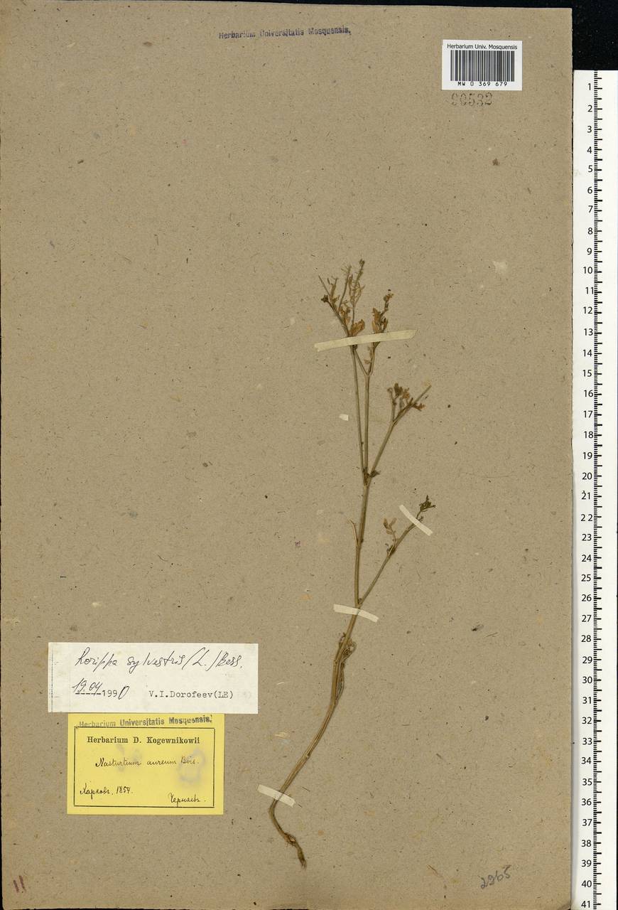 Rorippa sylvestris (L.) Besser, Eastern Europe, North Ukrainian region (E11) (Ukraine)