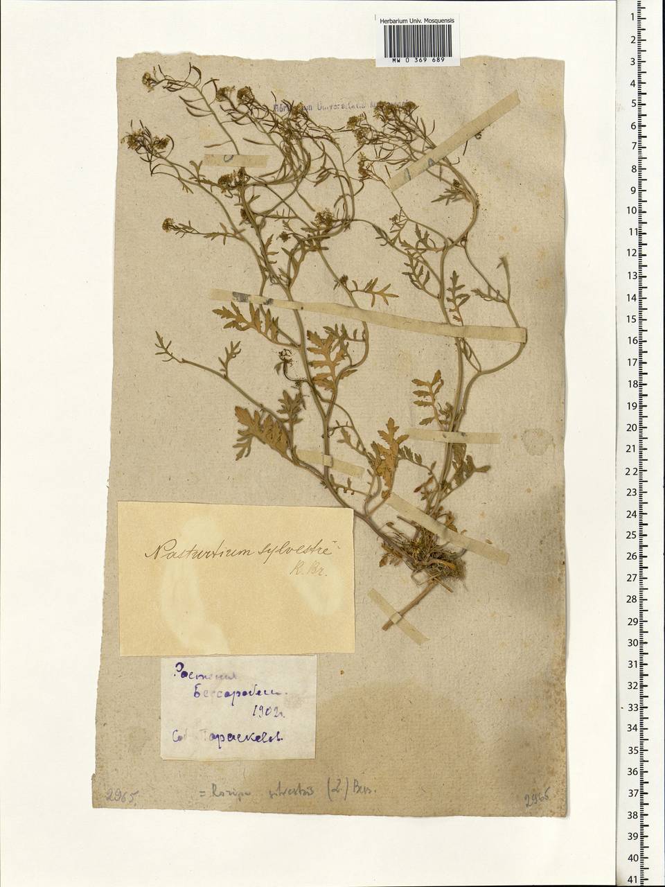 Rorippa sylvestris (L.) Besser, Eastern Europe, South Ukrainian region (E12) (Ukraine)