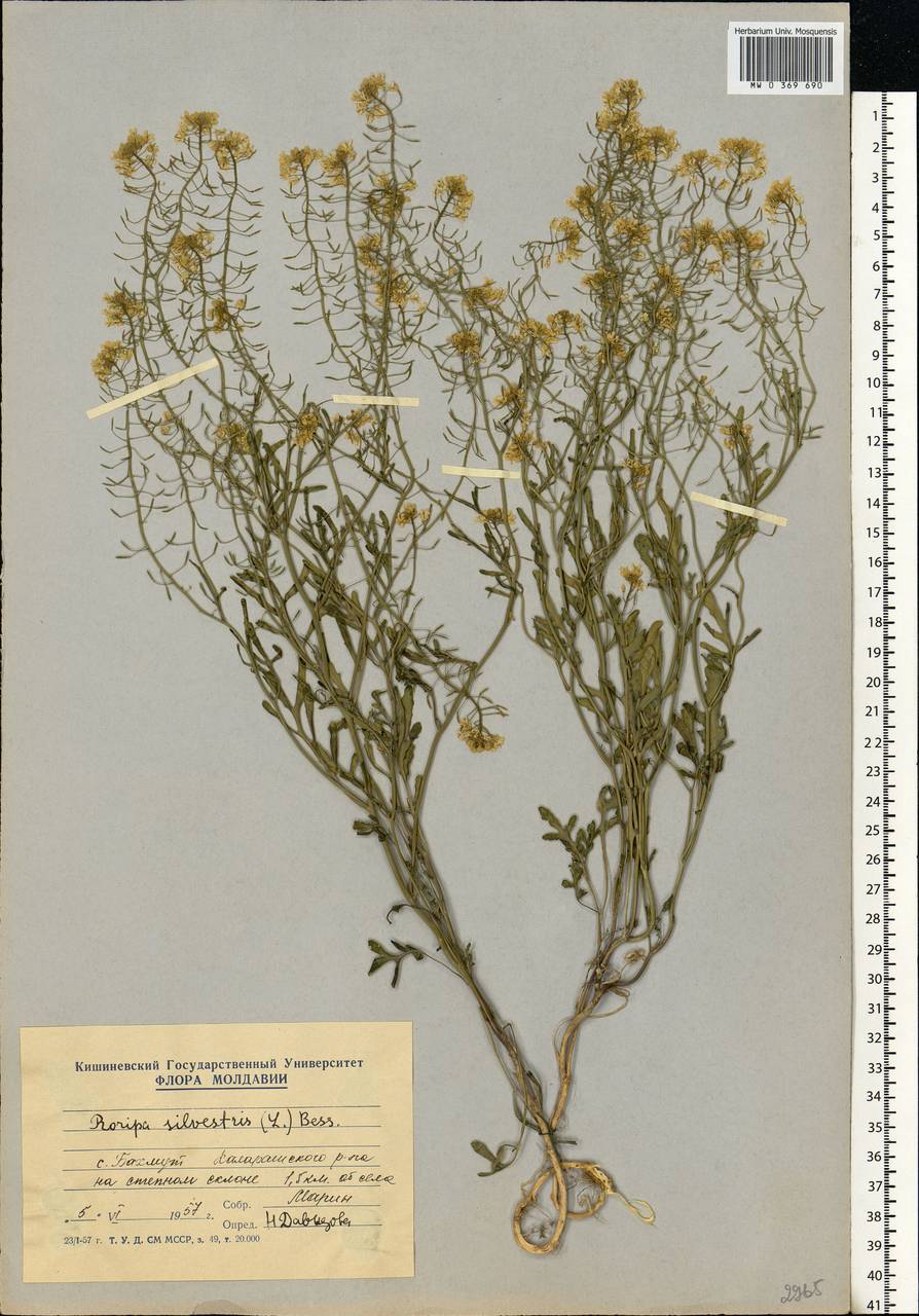 Rorippa sylvestris (L.) Besser, Eastern Europe, Moldova (E13a) (Moldova)