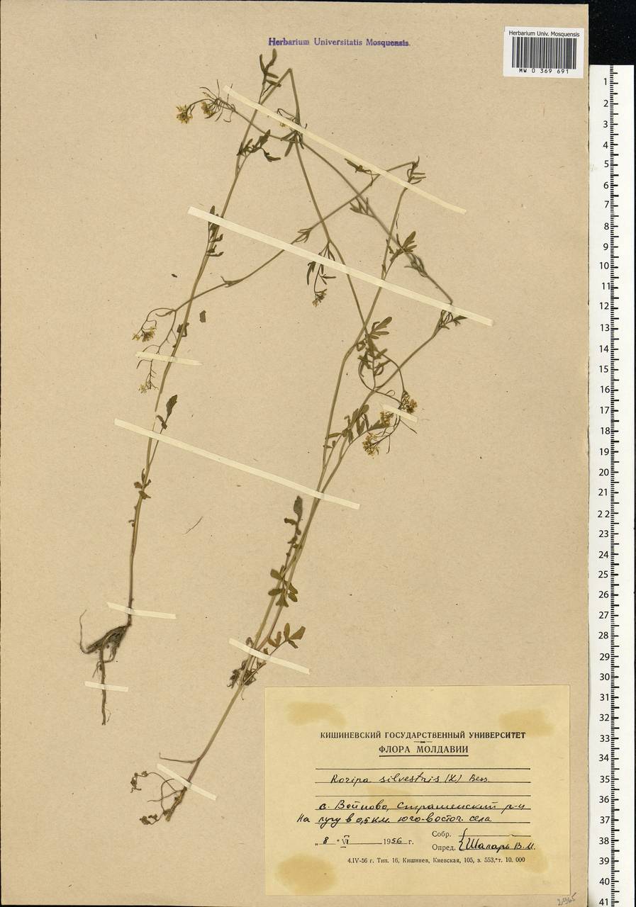 Rorippa sylvestris (L.) Besser, Eastern Europe, Moldova (E13a) (Moldova)
